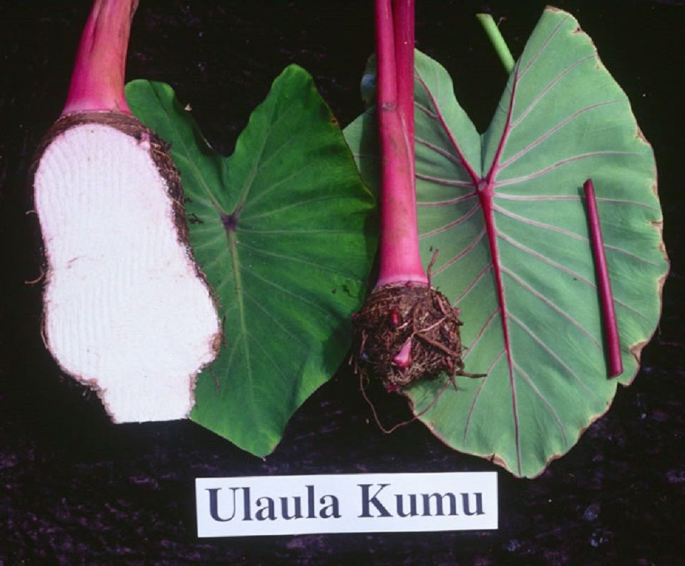 Colocasia esculenta 'Kumu Taro'