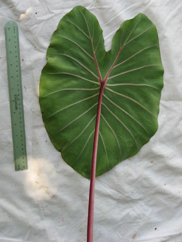 Colocasia esculenta 'Kumu Taro'