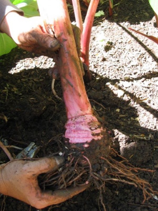 Colocasia esculenta 'Kumu Taro'