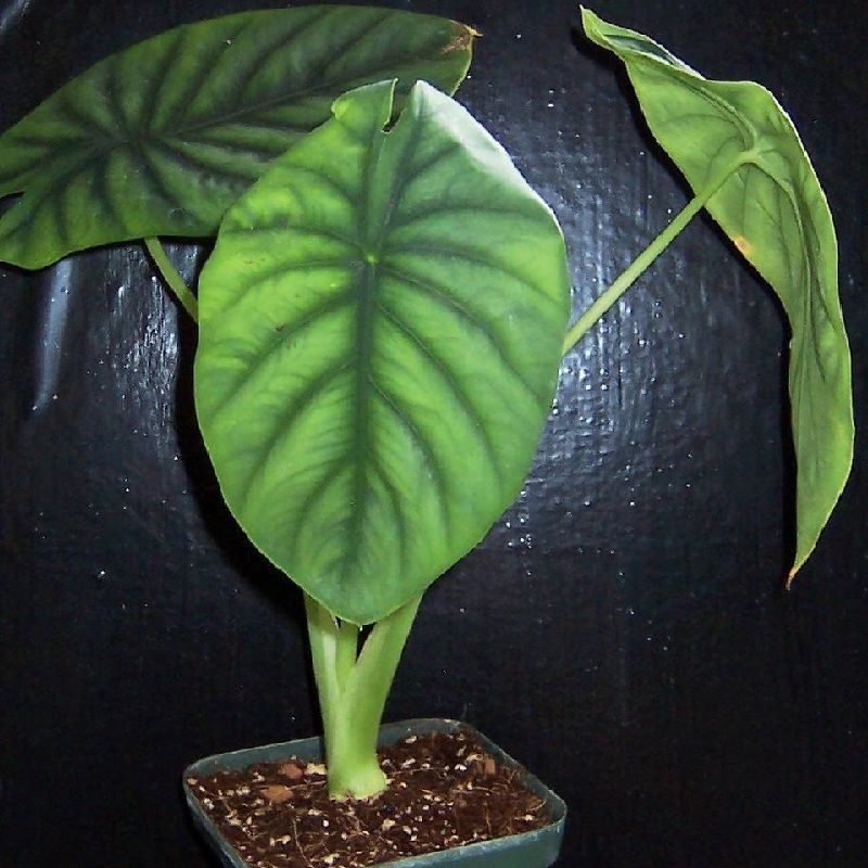 Alocasia clypeolata 'Green Shield'