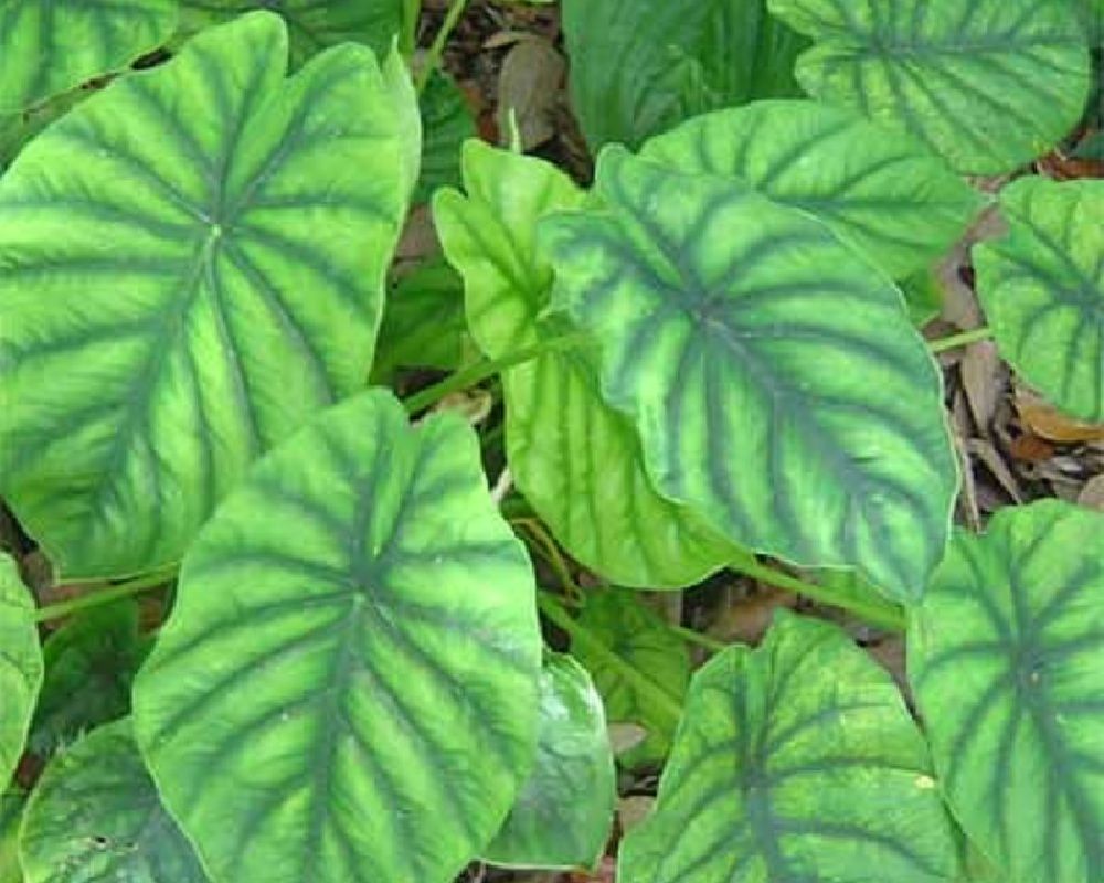 Alocasia clypeolata 'Green Shield'