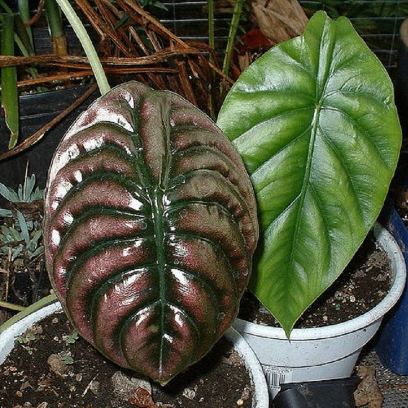 Alocasia clypeolata 'Green Shield'