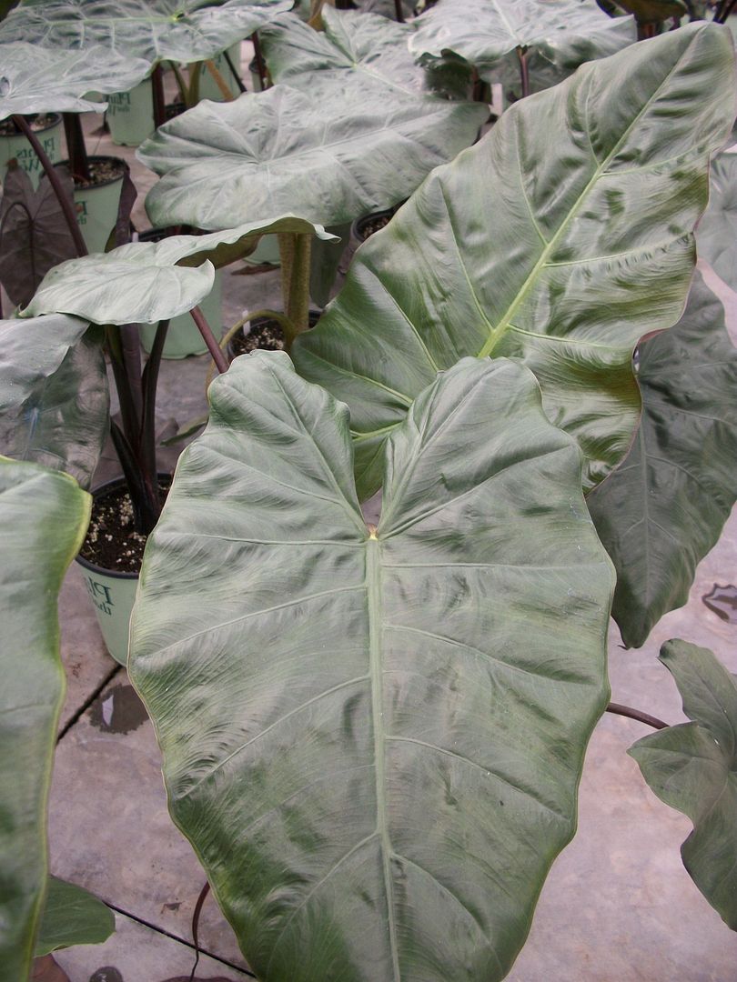 Alocasia plumbae Nigra Black Taro