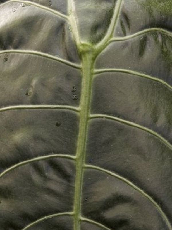 Alocasia plumbae Nigra Black Taro