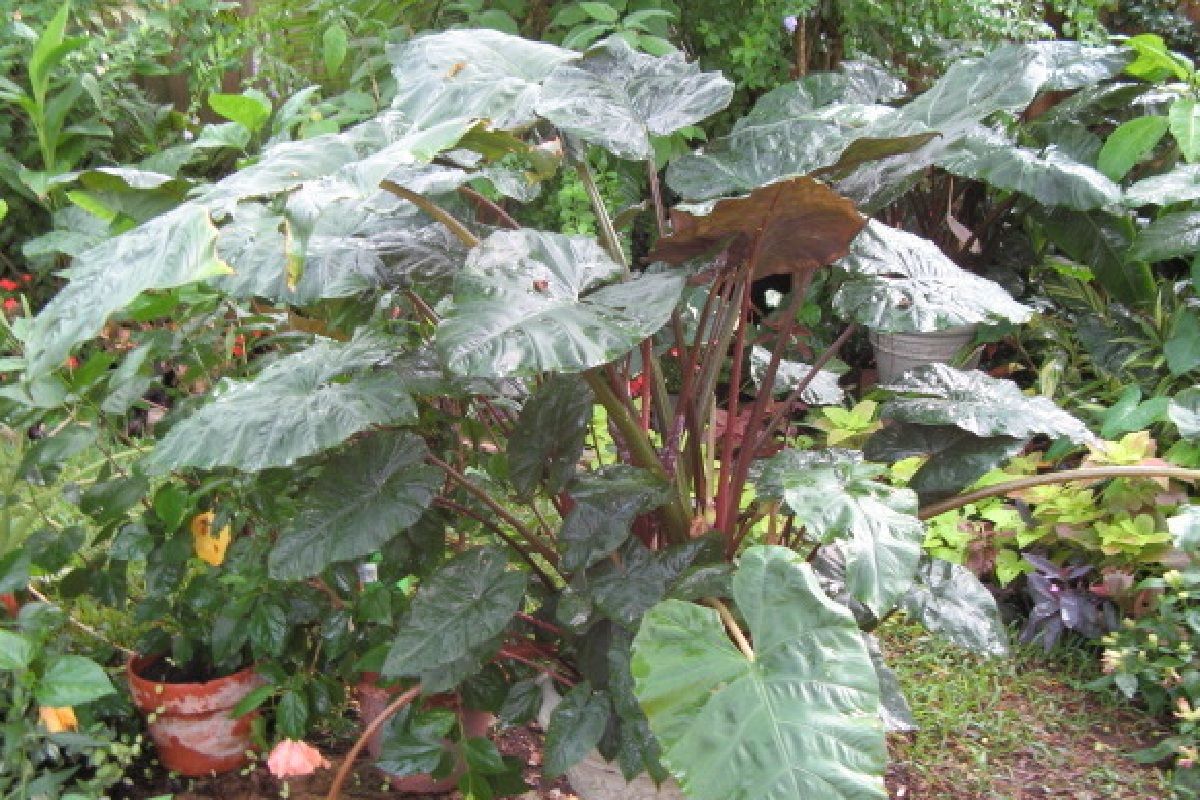 Alocasia plumbae Nigra Black Taro