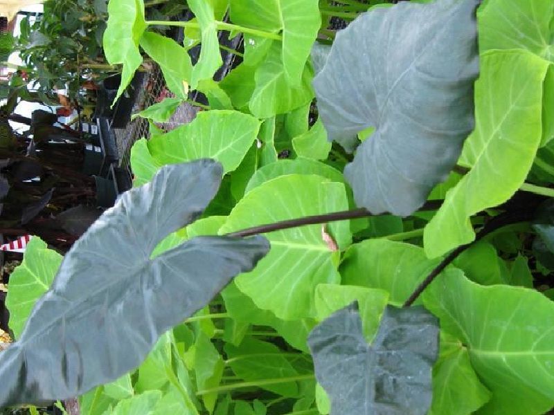 Black Taro Plant