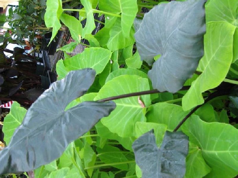 Alocasia plumbae Nigra Black Taro