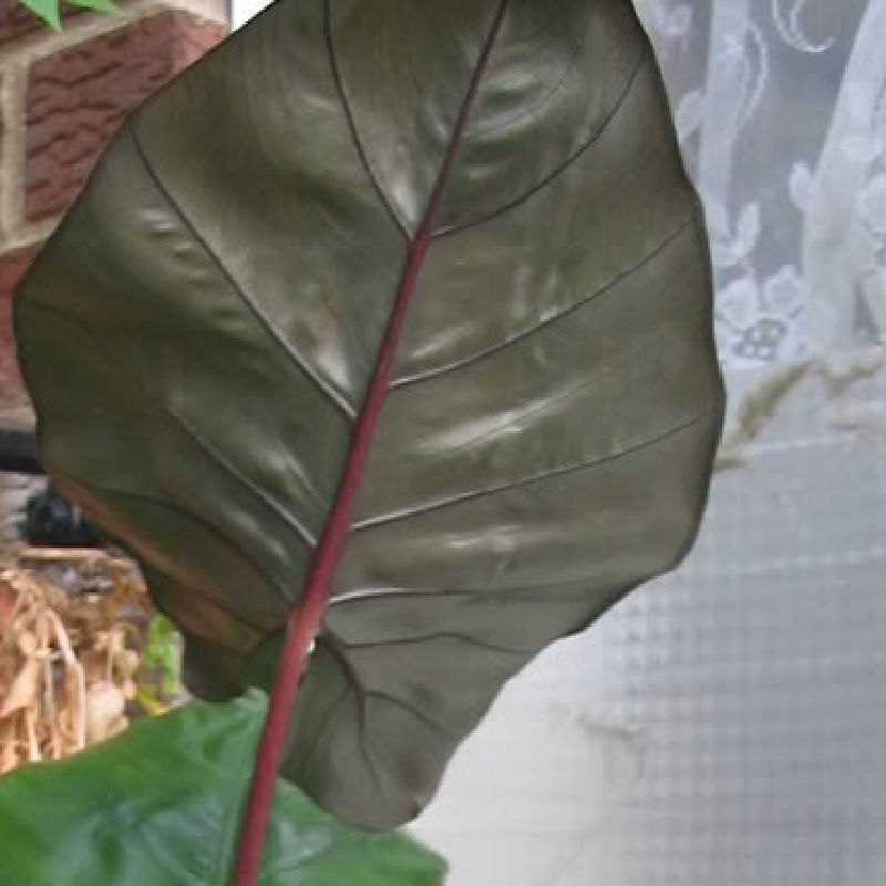 Alocasia plumbae Nigra Black Taro