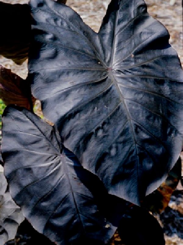 Colocasia esculenta 'Diamond Head'