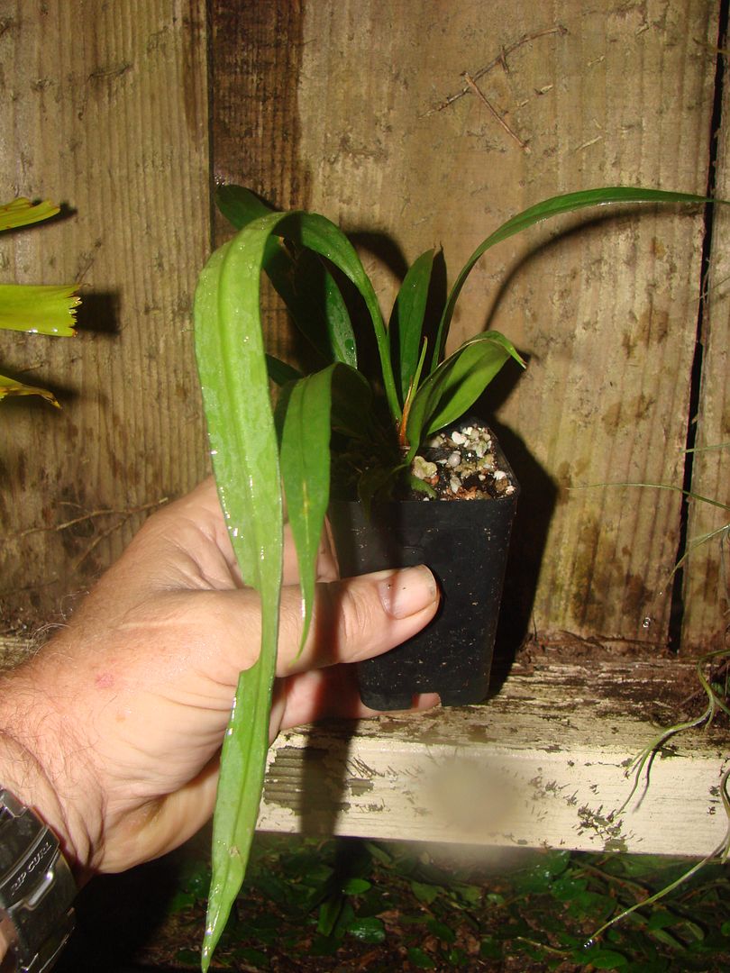 Anthurium vittarifolium seedling'