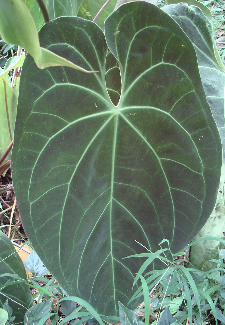 Anthurium 'Ace of Spades'