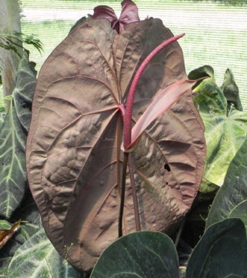 Anthurium 'Ace of Spades'