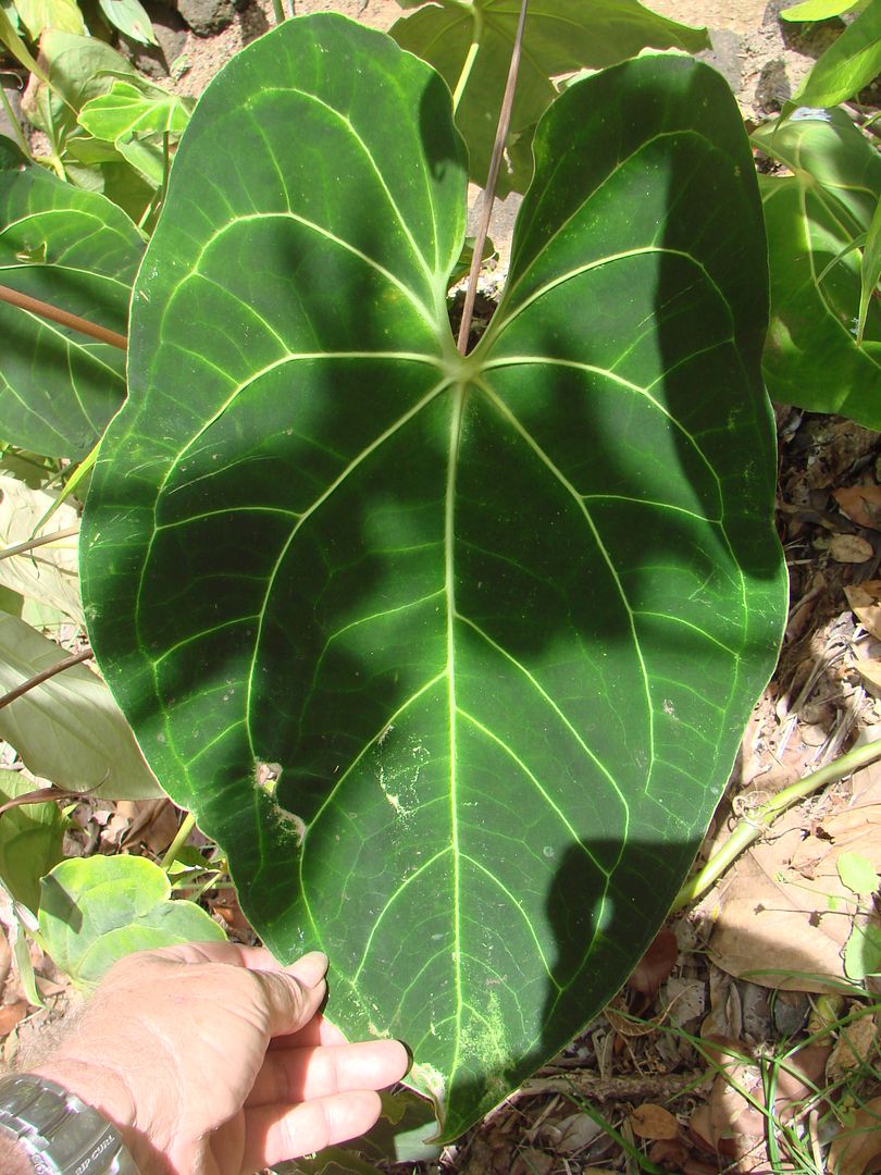 Anthurium crystallinum 'Mehani'