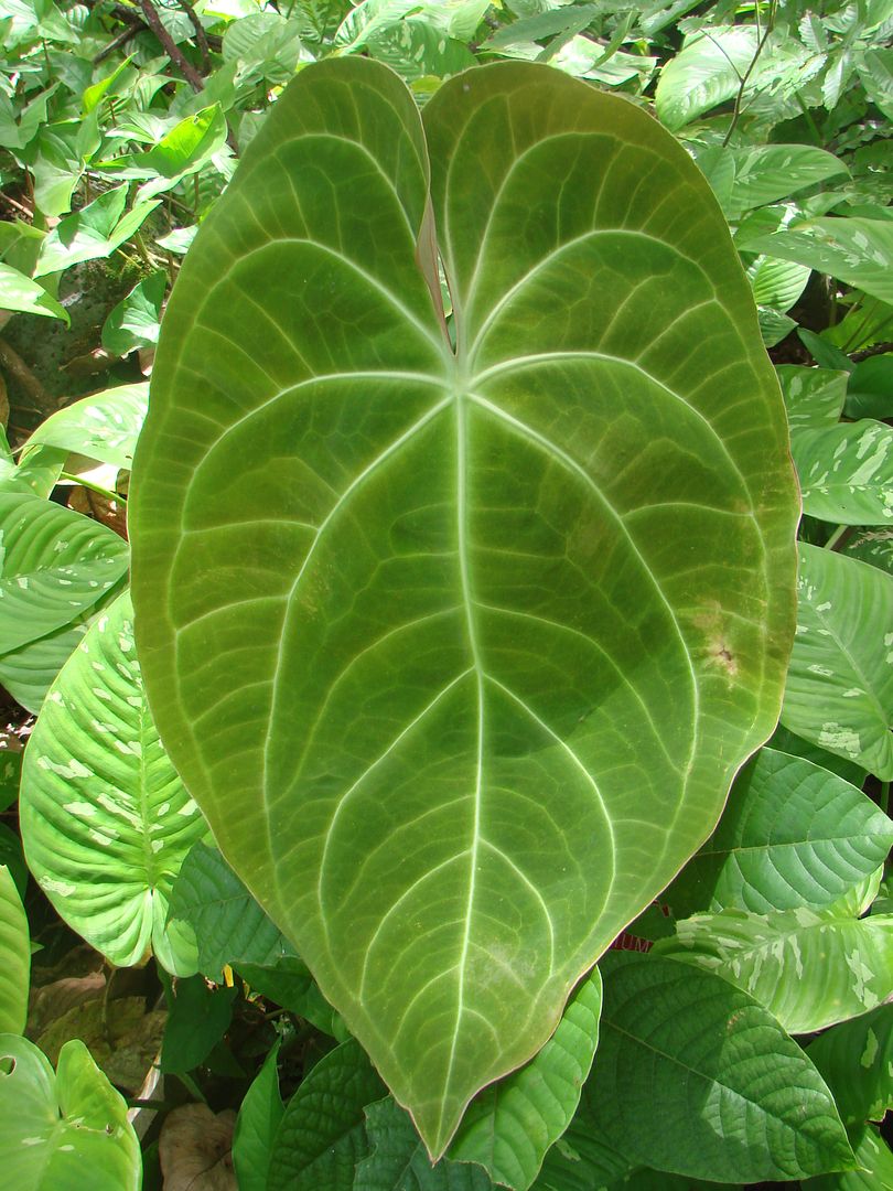 anthurium green