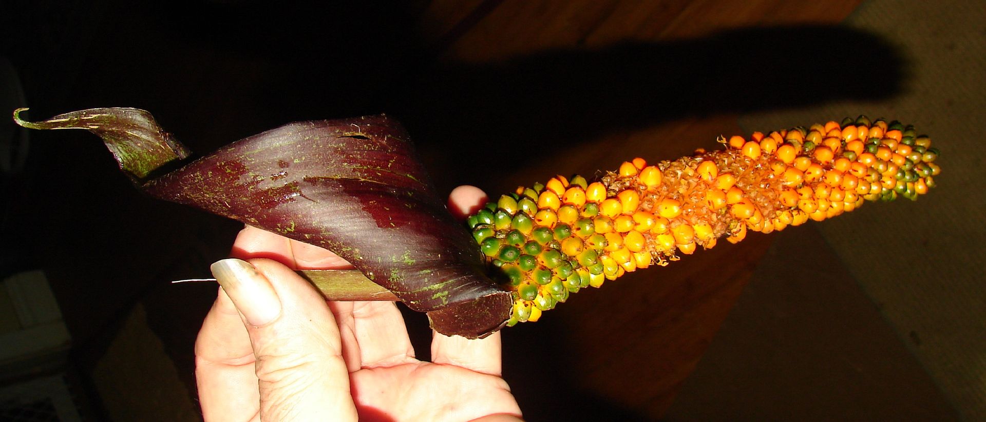 Anthurium watermaliense spathe with fruit seed