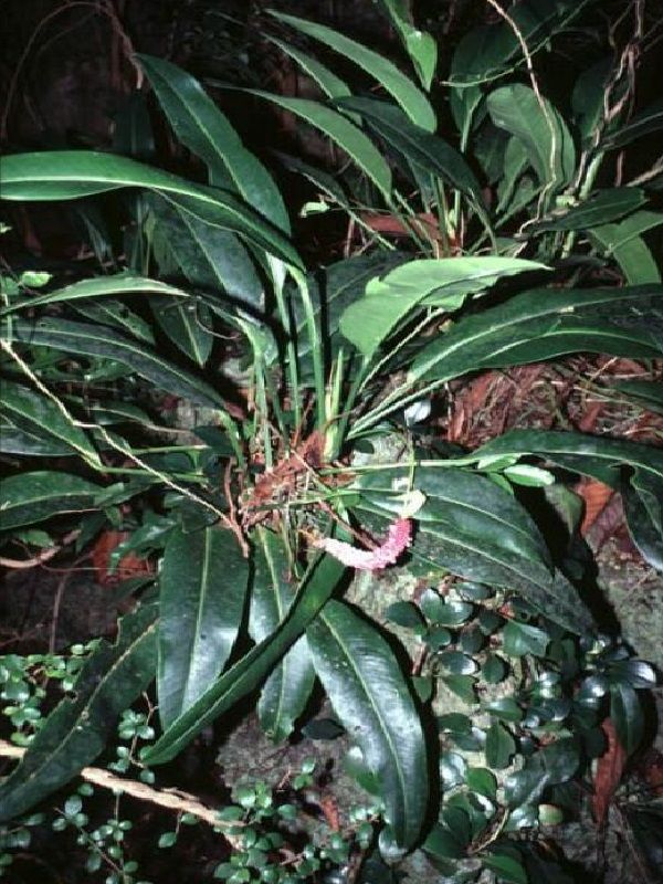 Anthurium Willdenowii