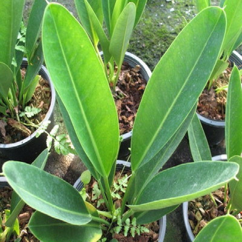 Anthurium Willdenowii