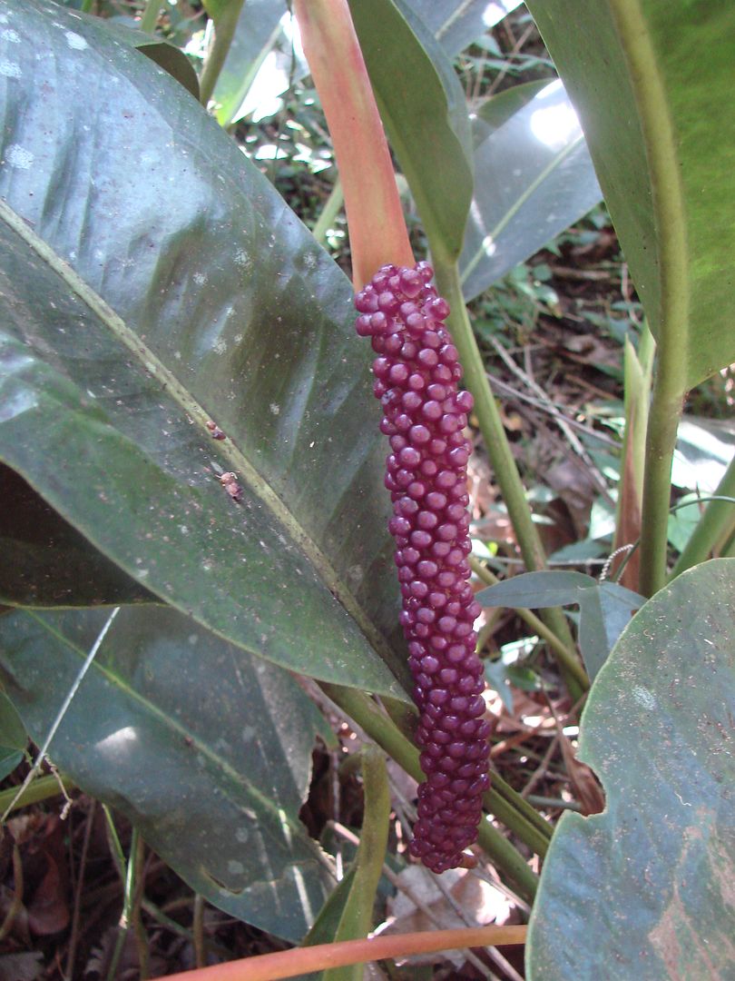 Anthurium Willdenowii