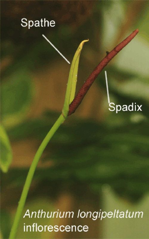 Anthurium longipeltatum Matuda spathe and spadix, inflorescence