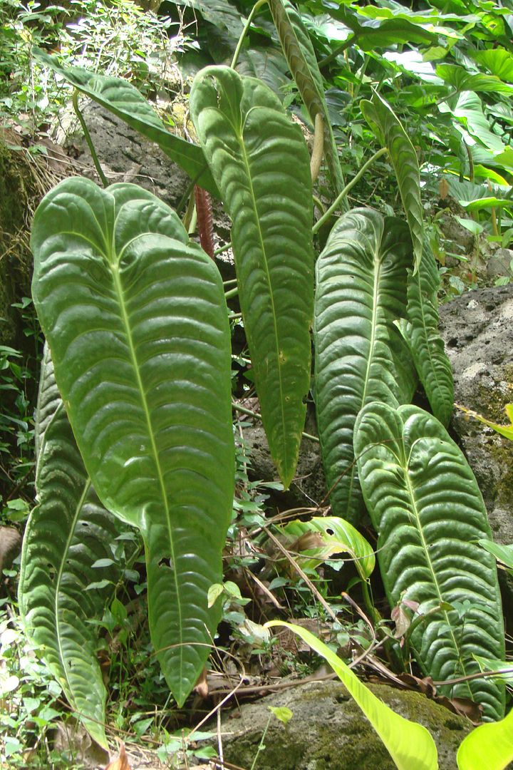 Anthurium 'Veitchii'