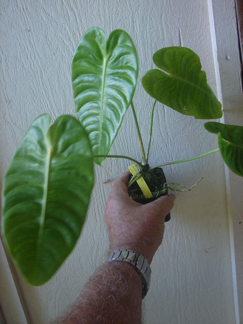 Anthurium 'Veitchii'