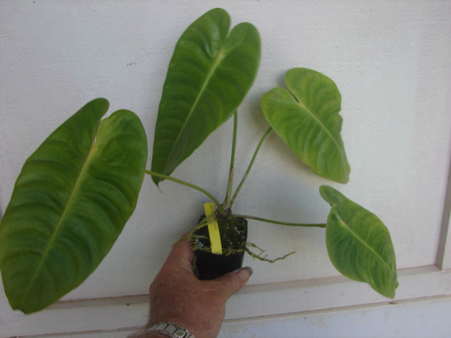 Anthurium 'Veitchii'