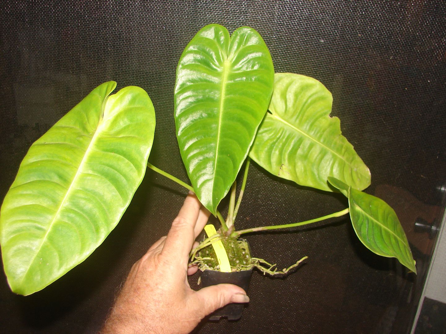 Anthurium 'Veitchii'