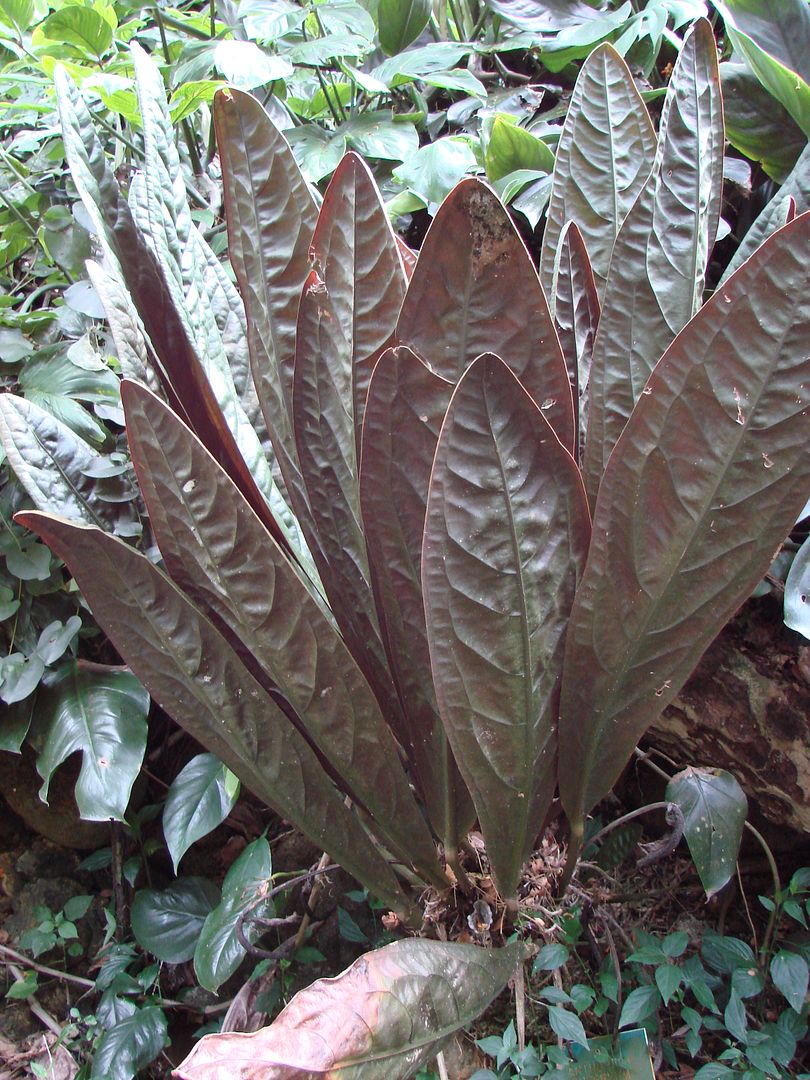 Anthurium 'Superbum'