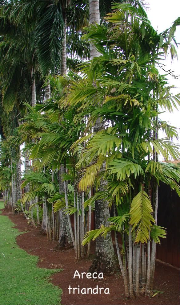 Areca triandra