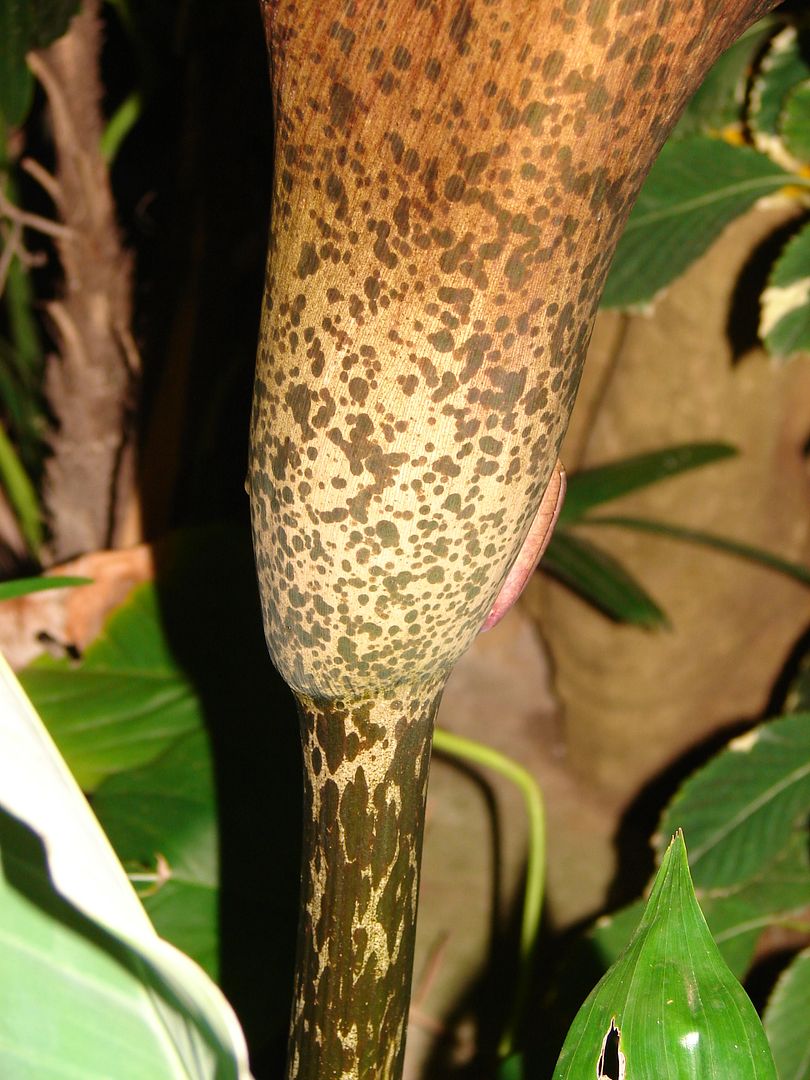 The Devil's Tongue is not a palm but an aroid up to six foot tall with a green-blotched stem crowned with exotic dark green foliage.