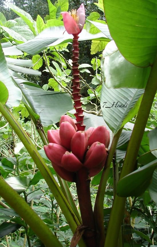 Musa velutina 