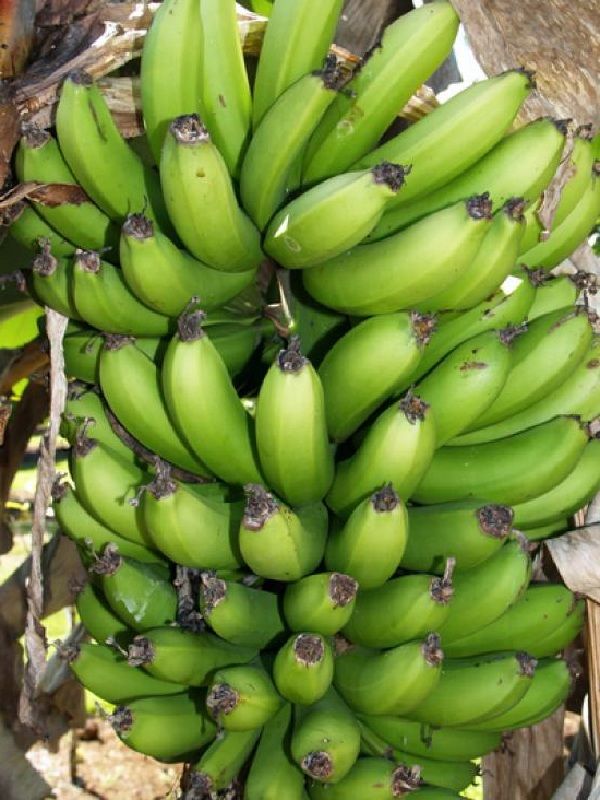Dwarf NamWah Banana Dwarf Cavendish Fruit