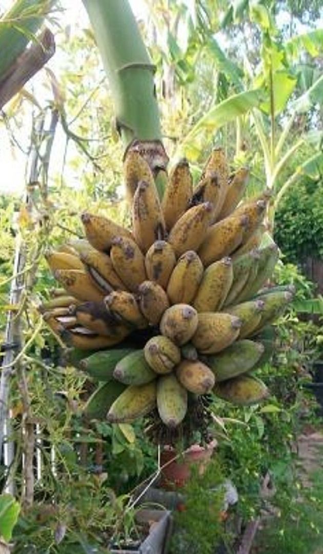 Double Mahoi Banana Dwarf Cavendish Fruit