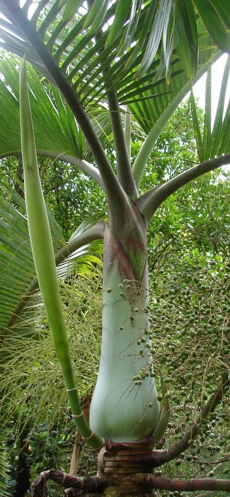 Bottle Palm  picture by 7_Heads