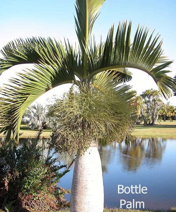 Bottle Palm picture by 7_Heads