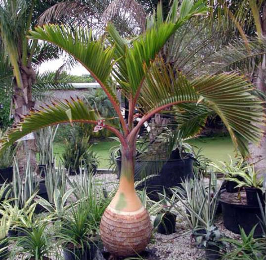 Bottle Palm