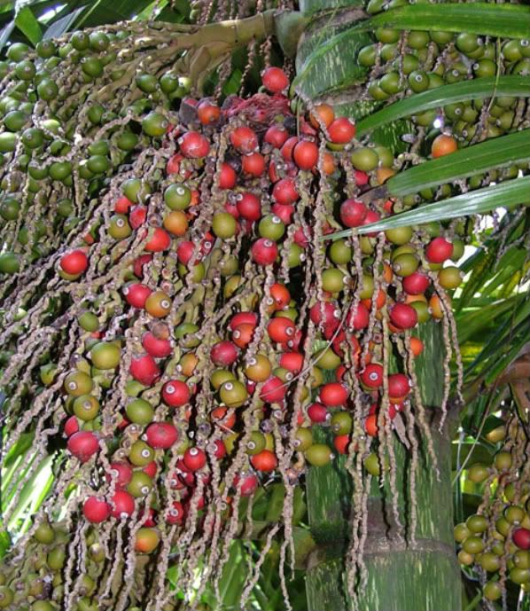 Chambeyronia macrocarpa seeds