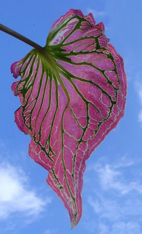 Caladium Thai Beauty