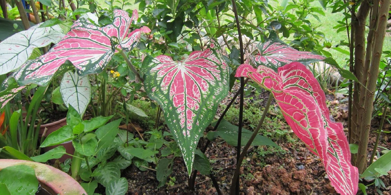 Polynesian Produce Stand Dwarf Thai Caladium ~thai Beauty~ Hok Long Live Dwarf Elephant Ear 