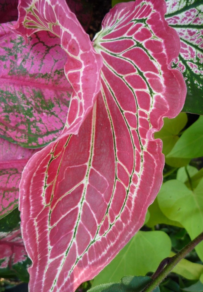 Caladium Thai Beauty