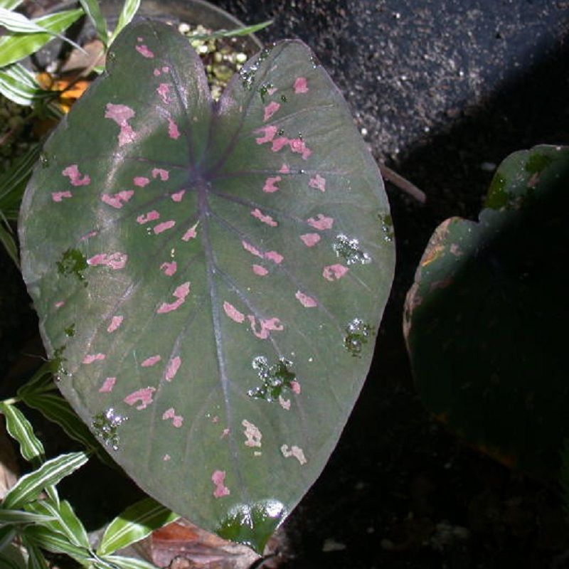 Caladium Bi Color