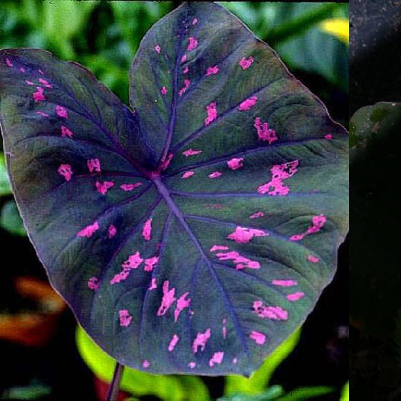 Caladium Thai Beauty