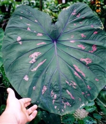 Caladium Bi Color