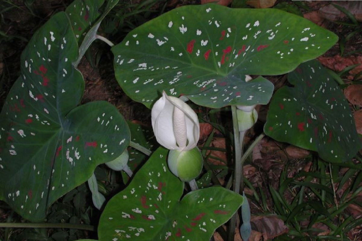 Caladium Bi Color