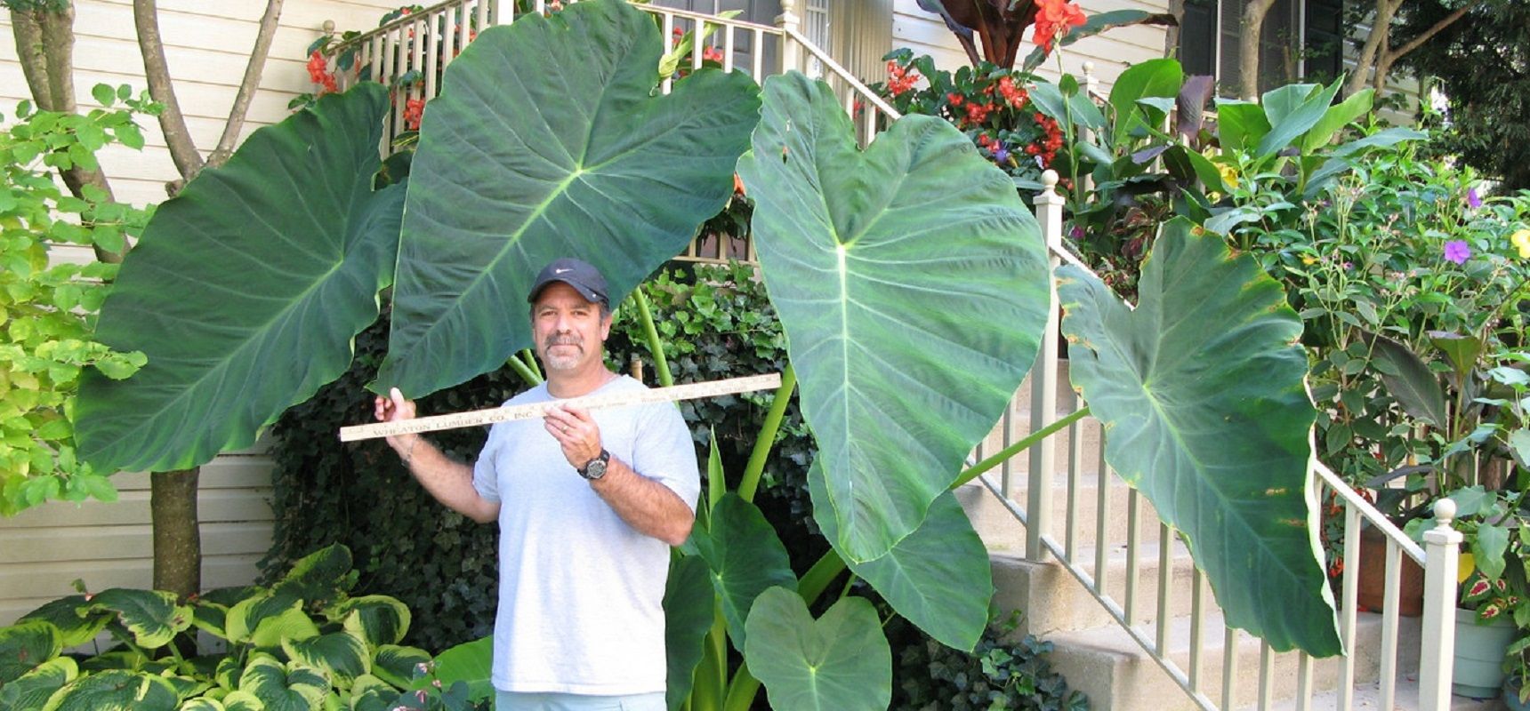 colocasia