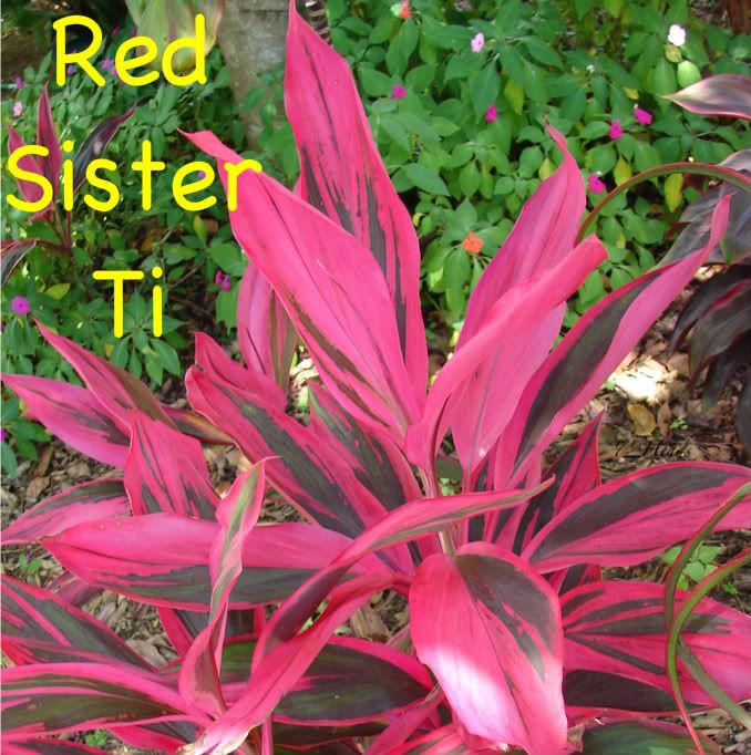 red sister
