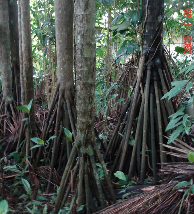 Check Out these Stilt Roots! Seychelles Stilt Palm