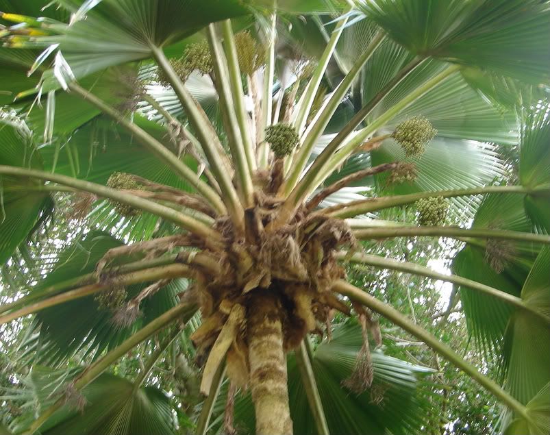 Pritchardia pacifica