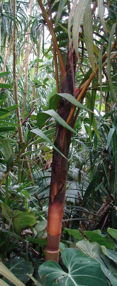 Young Pinanga caesia's trunk has bright colors! picture by 7_Heads