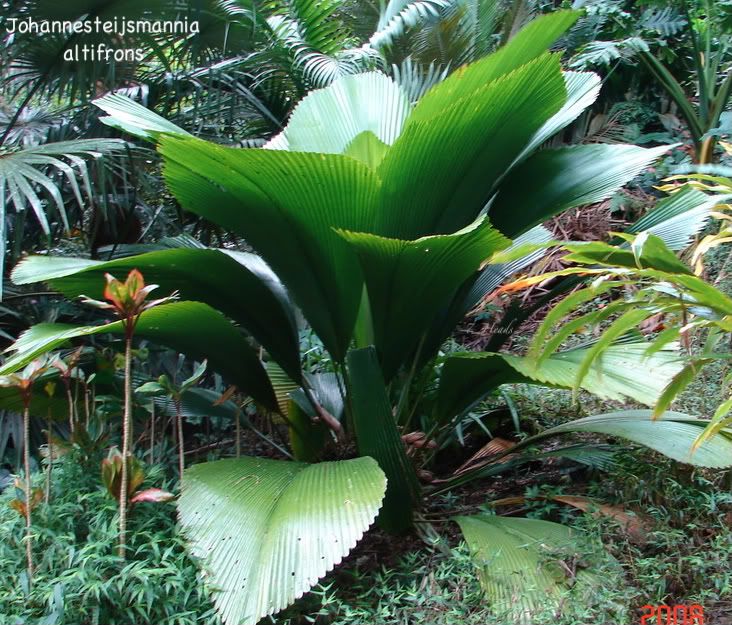 Johannesteijsmannia altifrons Joey palm in Habitat